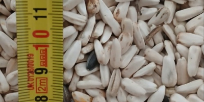 Girasol blanco dzakiran seleccionado para más información [número de