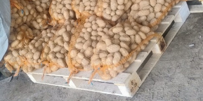 Vendo patatas de mi propia finca. Variedades: Red Sonia,