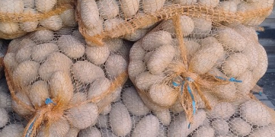 Vendo patatas de mi propia finca. Variedades: Red Sonia,