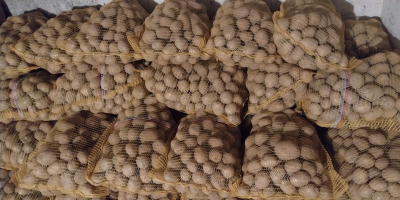 Venderé papas Gala de suelo ligero, en cantidades para