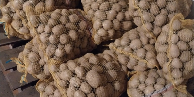 Venderé papas Gala de suelo ligero, en cantidades para