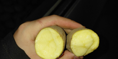 Tengo 10 hectáreas de patatas de la variedad Ludmiła,