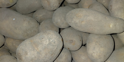 Tengo 10 hectáreas de patatas de la variedad Ludmiła,