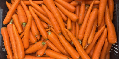 Zanahorias frescas y de calidad, ¡directamente del productor! Tamaño:
