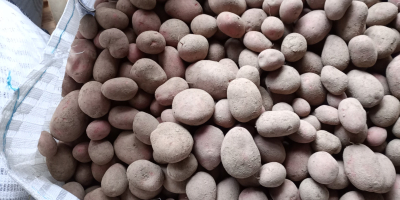 Hola. Tengo a la venta patatas comestibles Soraya y