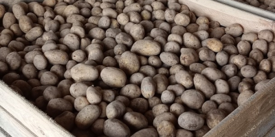 Hola. Tengo a la venta patatas comestibles Soraya y