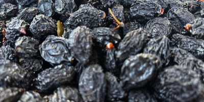 Ciruelas pasas deshuesadas (Moldavia, variedad Stanley) Origen: Moldavia Variedad: