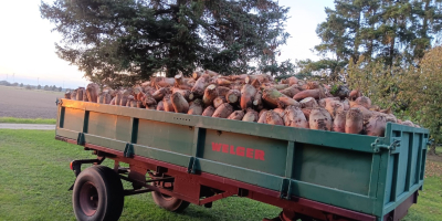 Variedad Brigadier cosechada a mano