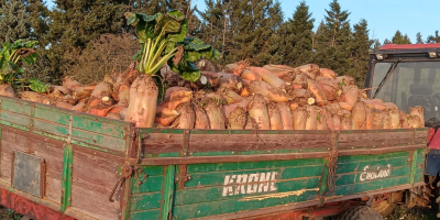 Variedad Brigadier cosechada a mano