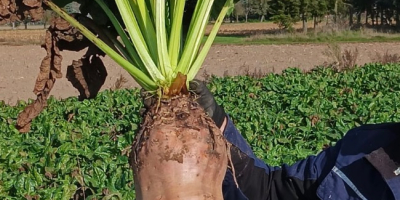 Variedad Brigadier cosechada a mano