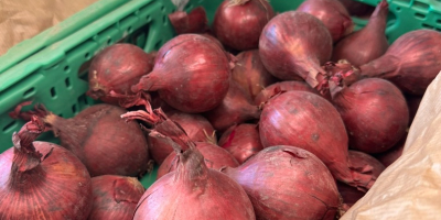 Somos Biała Cebula PL, un proveedor de confianza de