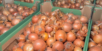 Somos Biała Cebula PL, un proveedor de confianza de