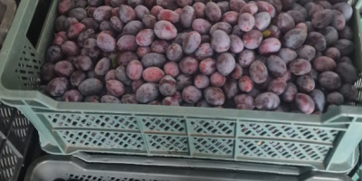 Estoy vendiendo ciruelas como regalo de la tienda refrigerada.