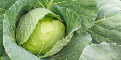 Descendencia de col Futoški Cantidad 50000t-60000t