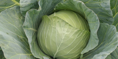 Descendencia de col Futoški Cantidad 50000t-60000t