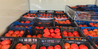 Vendo tomates rosados de calidad superior. Ofrezco tomates rosados