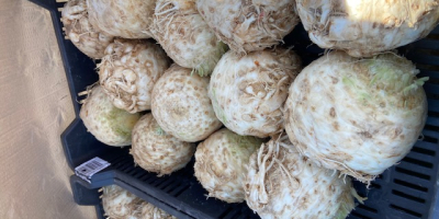 Apio a la venta en grandes cantidades. Apio producido