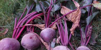 Hola, vendo remolacha de la variedad Azuma F1. Es