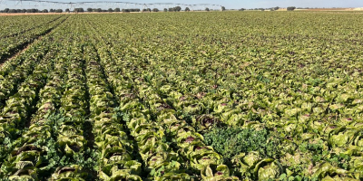 Radicchio en buen estado. No tiene ribeteados negros en