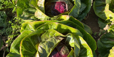 Radicchio en buen estado. No tiene ribeteados negros en