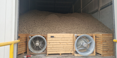 Patatas de suelo ligero, posibilidad de selección de menor