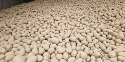 Patatas de suelo ligero, posibilidad de selección de menor