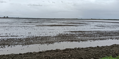 Disponemos de grandes cantidades de arroz recién cosechado de