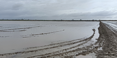Disponemos de grandes cantidades de arroz recién cosechado de