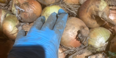 Tengo entre 50 y 60 toneladas de cebollas amarillas.