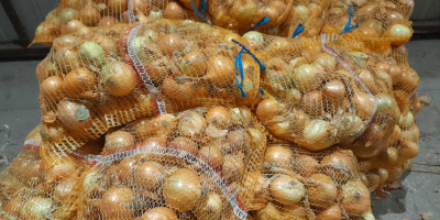 Tengo entre 50 y 60 toneladas de cebollas amarillas.