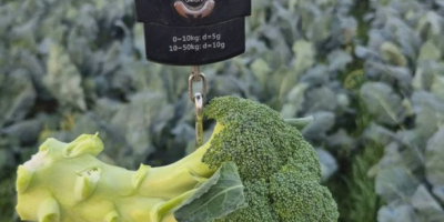 Patatas Agria – Calidad y sabor excepcionales. Descubra nuestras