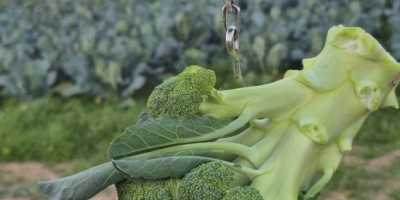 Patatas Agria – Calidad y sabor excepcionales. Descubra nuestras