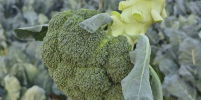 Patatas Agria – Calidad y sabor excepcionales. Descubra nuestras