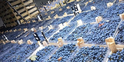 Directamente del productor, conservado en óptimas condiciones en refrigeración