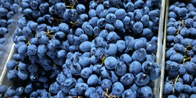 Directamente del productor, conservado en óptimas condiciones en refrigeración