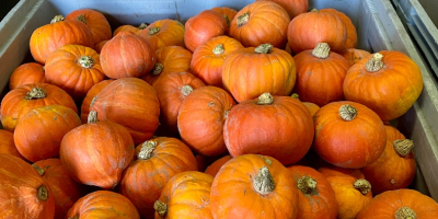 Vendo calabazas Hokkaido, Bambino, Spitfire y Aladdin. Hermosas calabazas