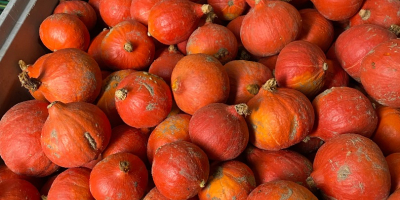 Vendo calabazas Hokkaido, Bambino, Spitfire y Aladdin. Hermosas calabazas