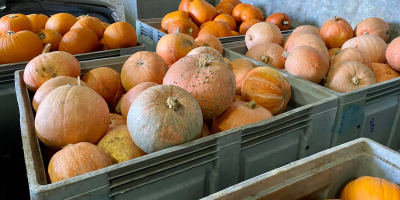 Vendo calabazas Hokkaido, Bambino, Spitfire y Aladdin. Hermosas calabazas
