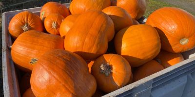 Vendo calabazas Hokkaido, Bambino, Spitfire y Aladdin. Hermosas calabazas