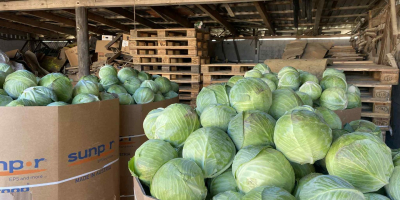 Vendo repollo blanco. De 1,2 a 3,5 kg. Producto