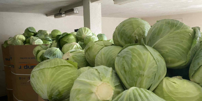 Vendo repollo blanco. De 1,2 a 3,5 kg. Producto