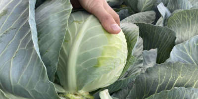 Vendo repollo blanco. De 1,2 a 3,5 kg. Producto