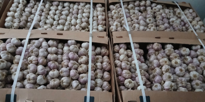 Ajo en venta Contacto +[teléfono]