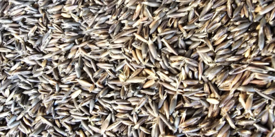 Vendo avena integral, de alto contenido proteico, de la