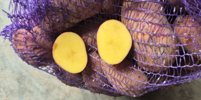 Hola. Vendo patatas muy sabrosas de las variedades Balana