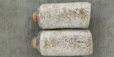 Vendo/importo sustrato de China para el cultivo de setas