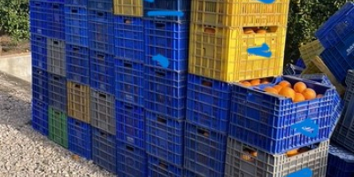 VENDO MAS DE 25.000KG DE NAVELINAS DE LA COMUNIDAD