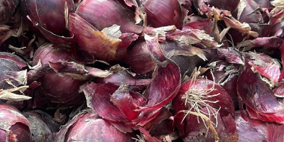 Vendo cebollas rojas y amarillas, tanto de campo como