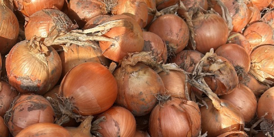 Vendo cebollas rojas y amarillas, tanto de campo como