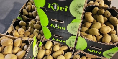 Kiwi griego prémium: fresco, certificado y asequible